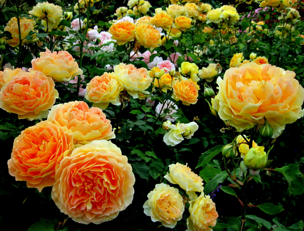 Роза The Lady Gardener