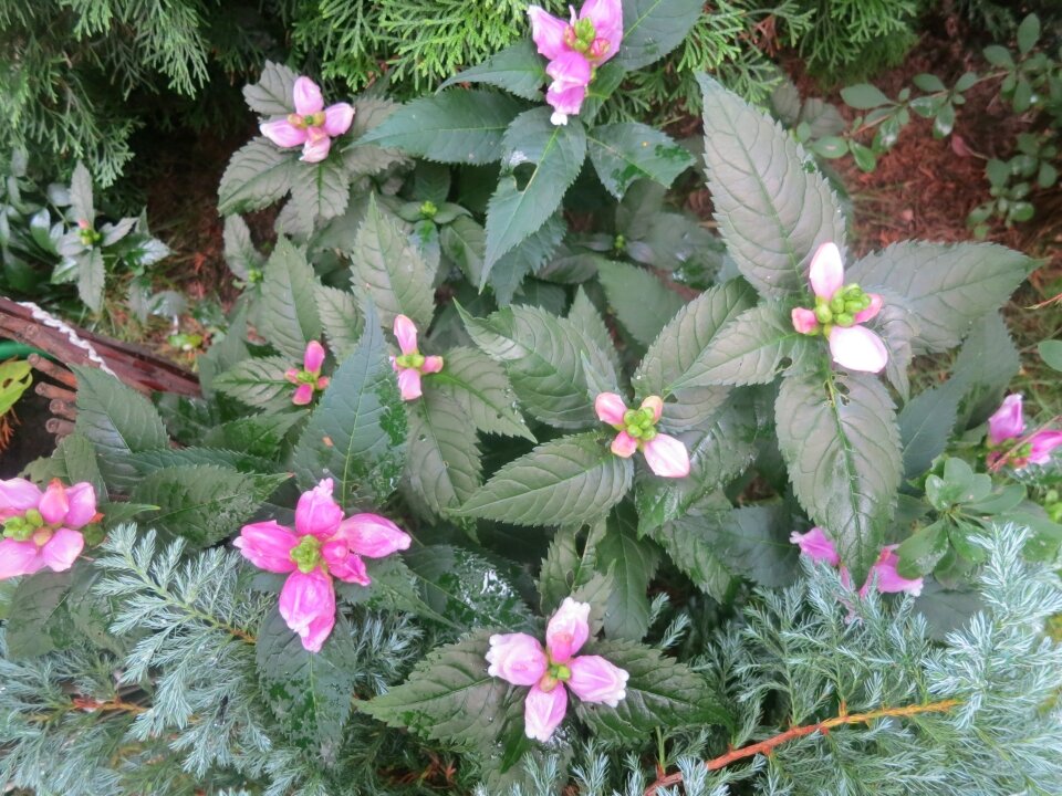 Хелоне ты моя, хелоне. Почему стоит посадить в саду этот экзотический ...