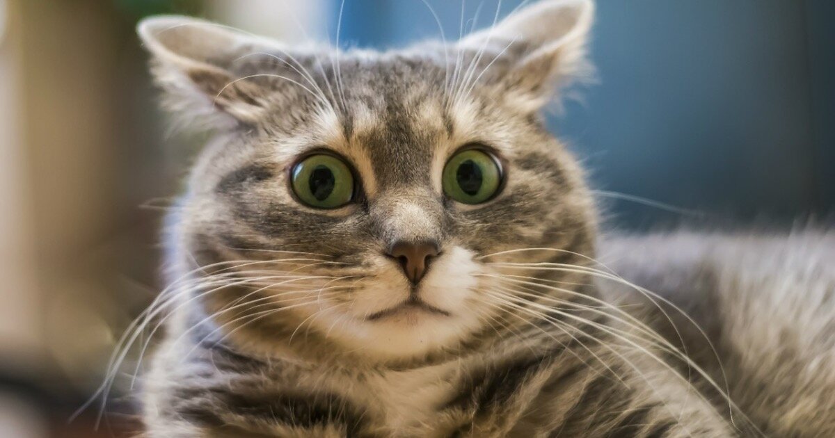 Только такая реакция может быть на эти новости