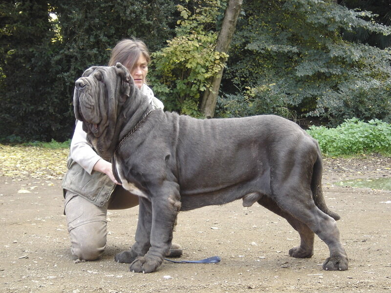 Материал взят  из: https://www.ppukm.ukm.my/farmasi/wp-content/plugins/black-studio-tinymce-widget/index5.php?yhsw=neapolitan-mastiff-origin