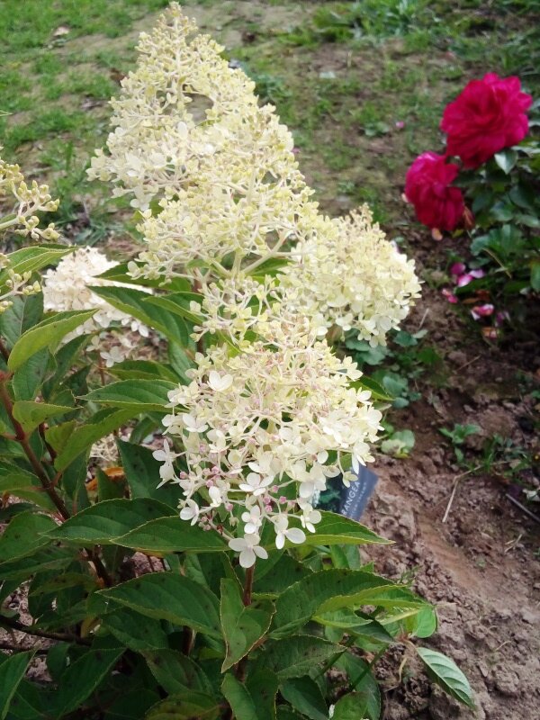 Гортензия Cotton Cream высотой 0,8м очень хорошо подходит для создания бордюров