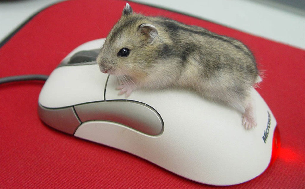 Mouse story