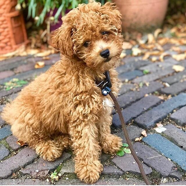maltipoo_babies / instagram