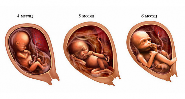 100 000 изображений по запросу Эмбрион развитие доступны в рамках роялти-фри лицензии