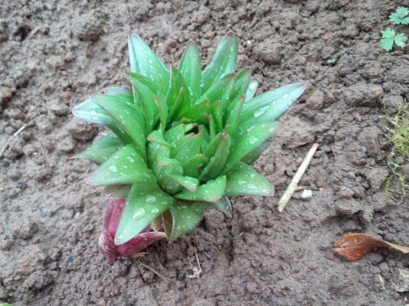 Посаженная 10 дней назад луковица лилии собирается выбросить цветонос или мне так кажется?