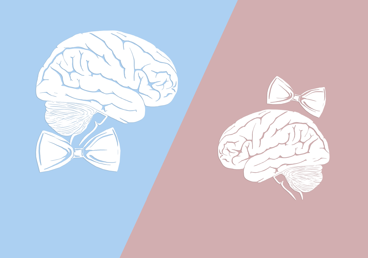 Мужской мозг. Мужской мозг и женский мозг. Мужское и женское полушарие мозга. Мужской и женский мозг различия.