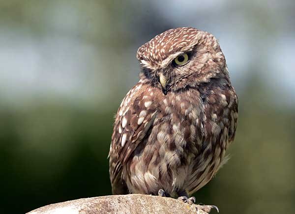 Домовый сыч (Athene noctua) — Птицы Европейской части России