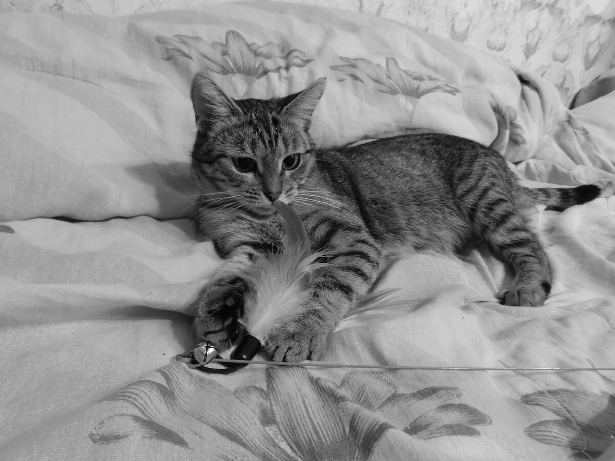 Котя: А, это моя игрушка! Может вкусная...?