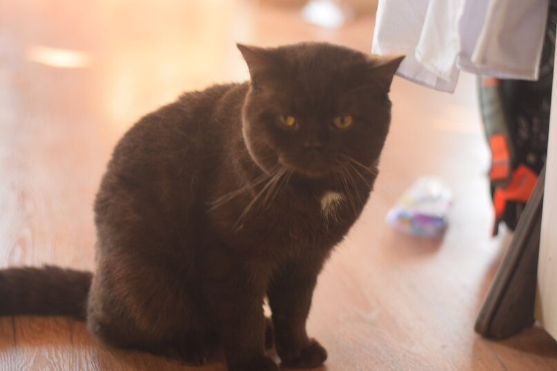 Грустный Барбос