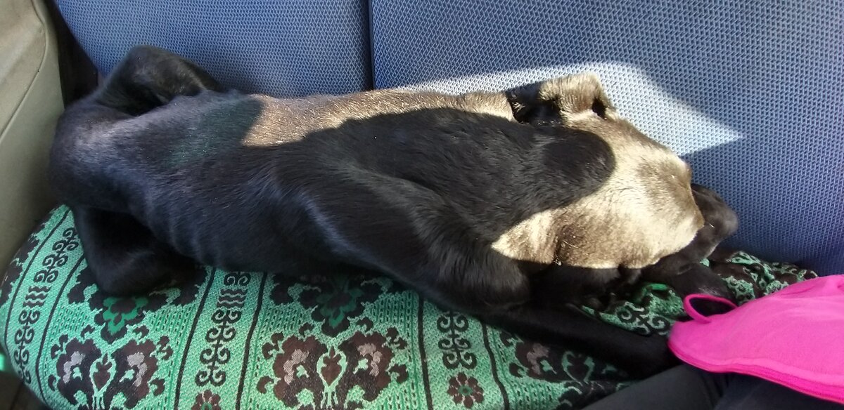 Везём Малыша в ветклинику.