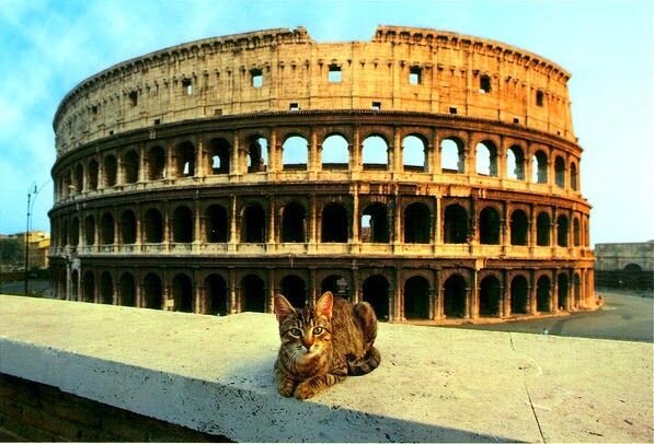 Traveling Cats 