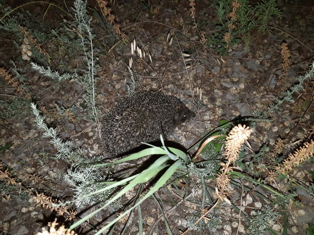 Вот тоже мужичок-колючка торопится по своим ежиным делам