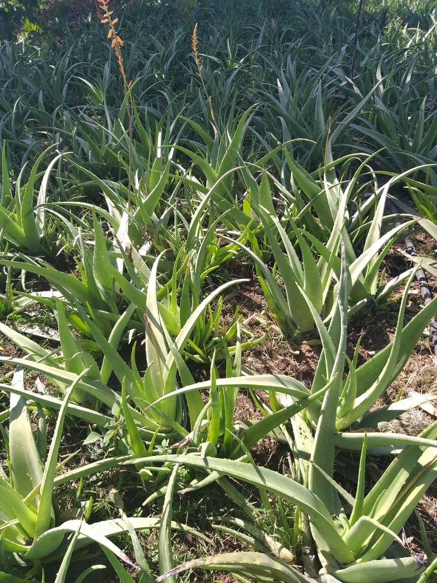 Органические плантации Индии.