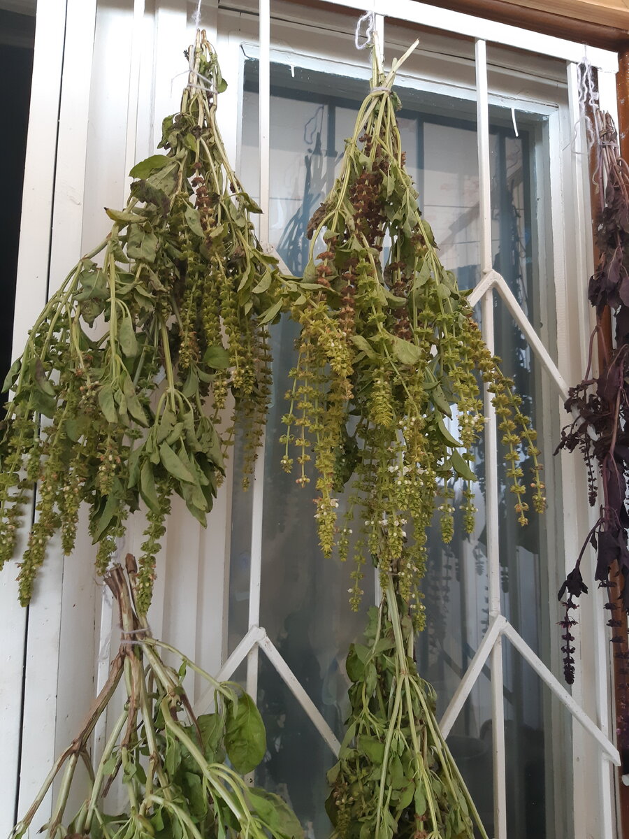 Сушу базилик на балконе