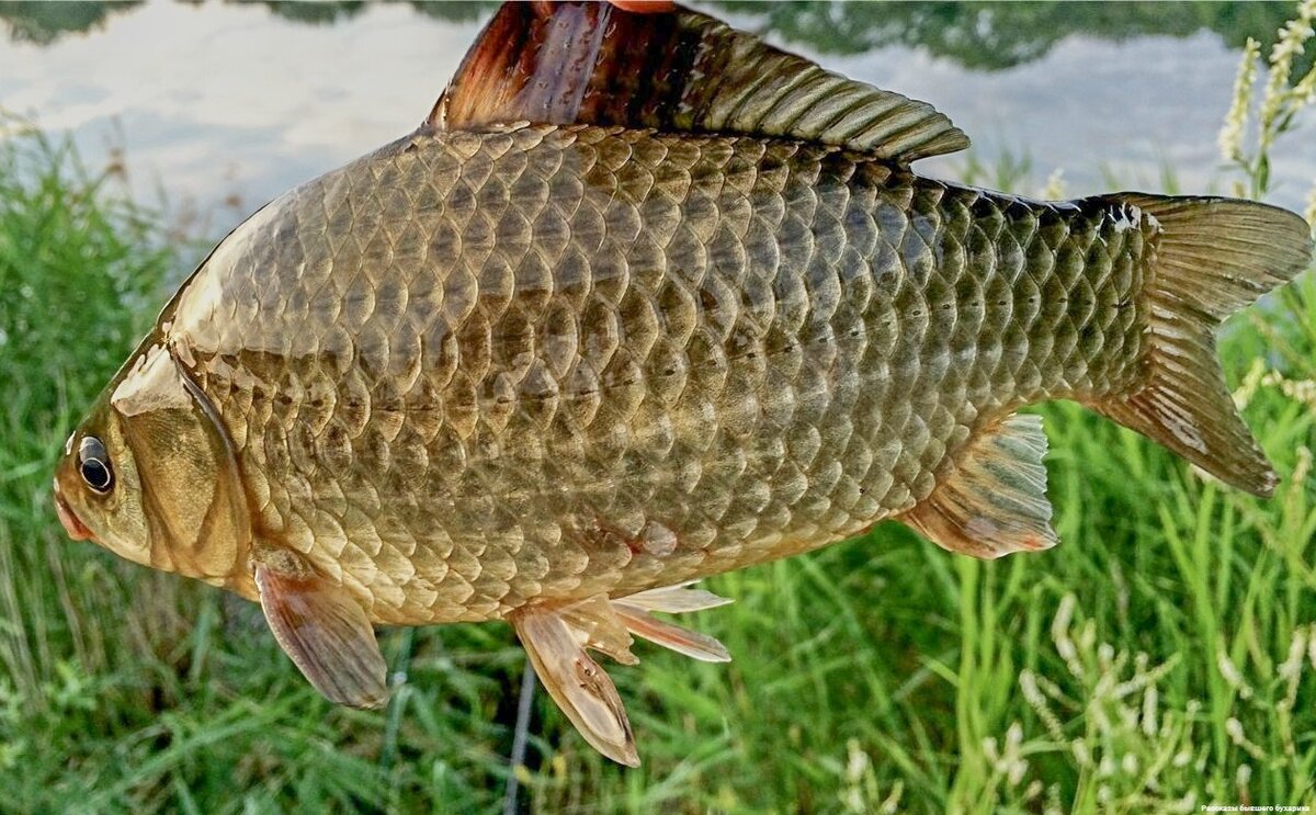 Карп чешуйчатый призрак. Ловля карпа. Ловля крупного сазана. Карп в каспийском море. Зимняя рыбалка на карпа.