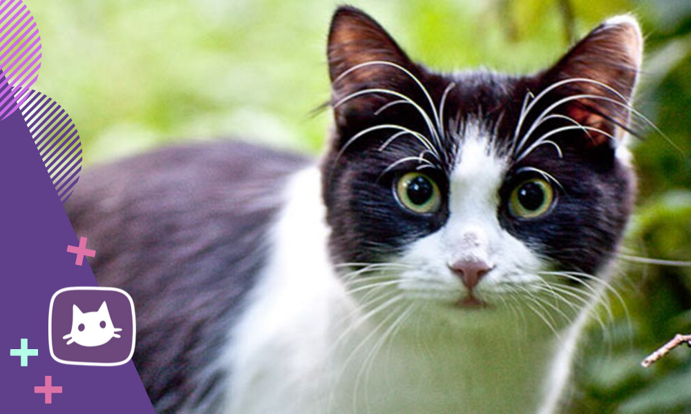 🐱Сколько стоит кастрация кота | Нос, хвост, лапы | Дзен