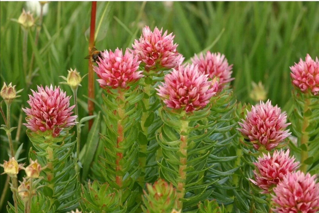 Красная щётка 