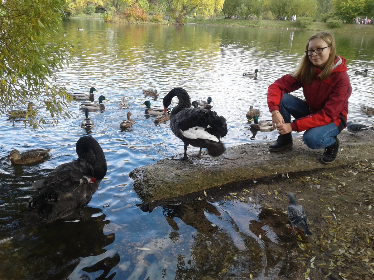 Чёрные лебеди на берегу пруда перед Главным корпусом Ботанического Сада 