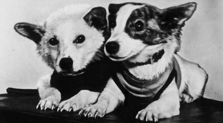 Белка и Стрелка