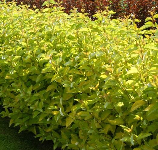 Пузыреплодник Лютеус - осталось только подстричь ;)