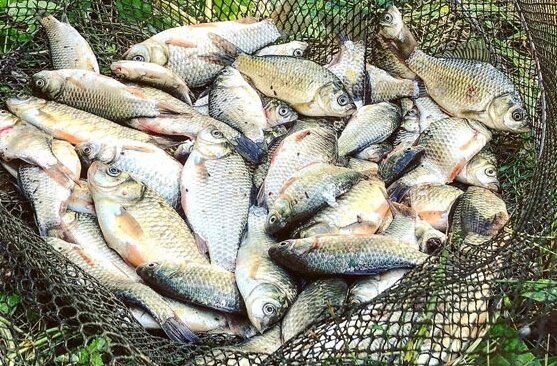 Эта приманка обеспечивает богатый улов даже при плохом клеве!Подробнее
Плотва вырастает крупной там, где имеется обильная кормовая база, а также ее естественные враги, например, щука. Хищники уменьшают популяцию, снижая пищевую конкуренцию, благодаря чему отдельные особи достигают трофейных размеров. Основными пищевыми конкурентами этой рыбы являются карп, сазан и лещ: именно они отгоняют крупную плотву от излюбленных стоянок возле донных аномалий на глубине 3-5 метров.