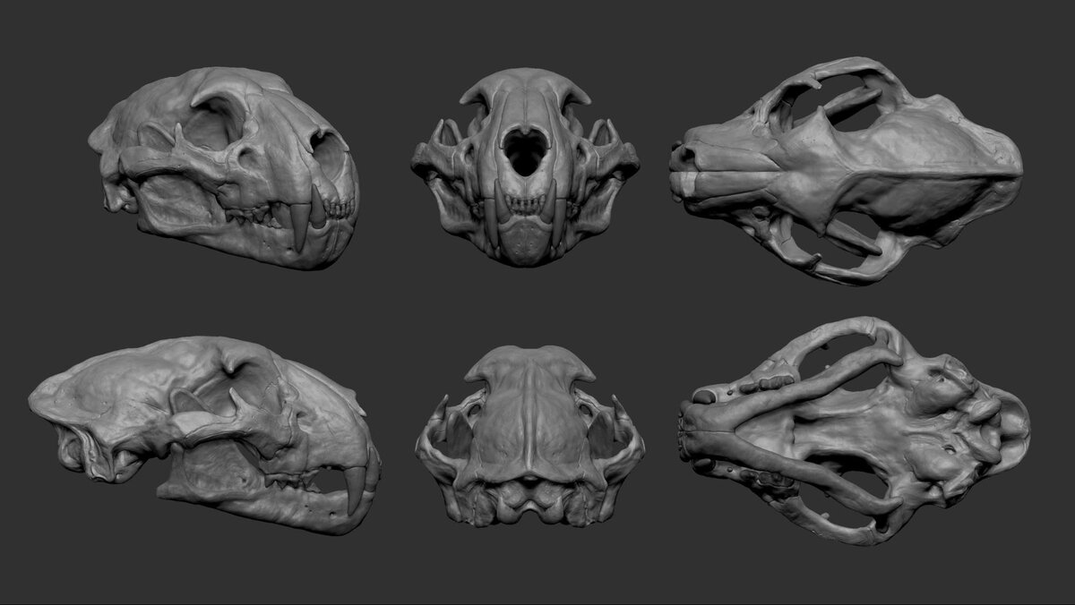 РЎРєРµР»РµС‚ Zbrush