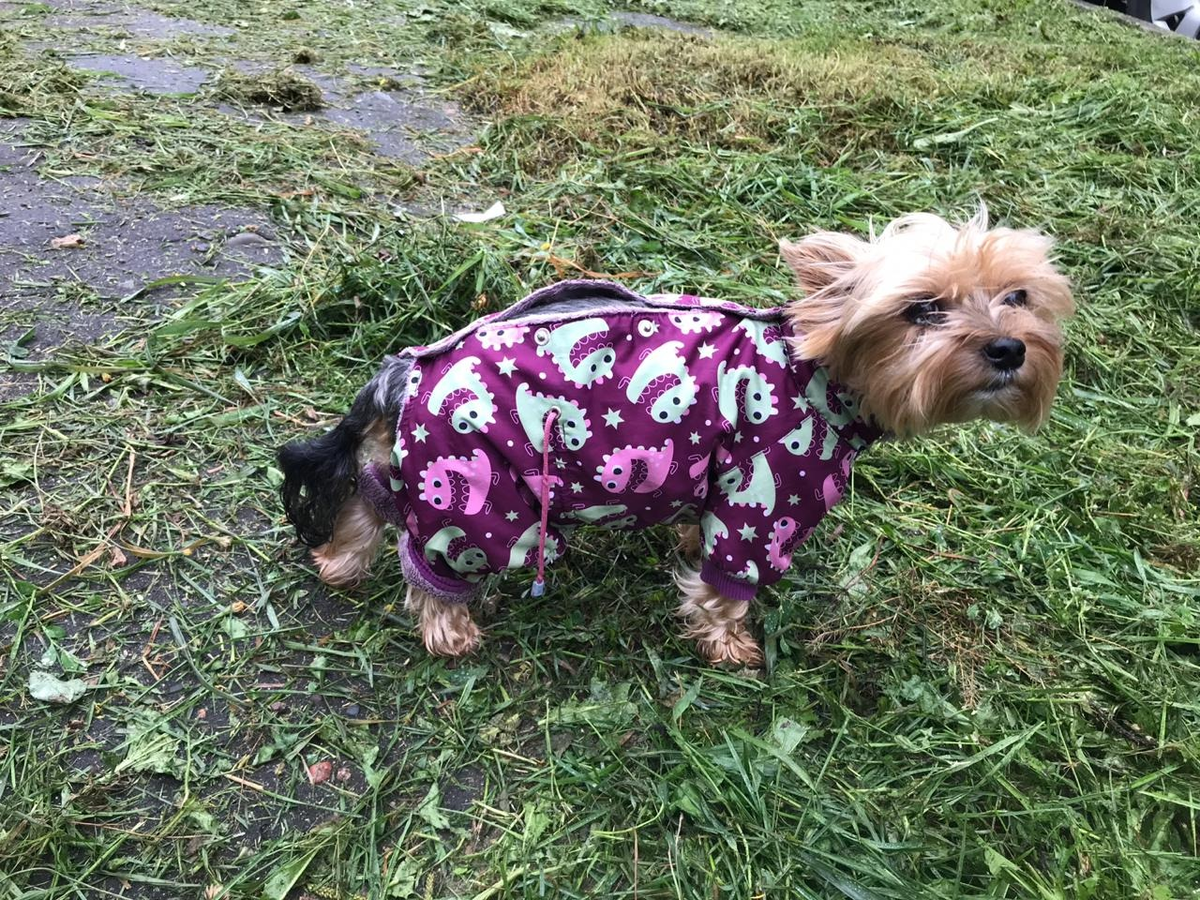 Наша Милаша в последние дни беременности