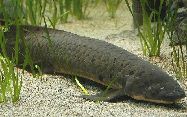 https://akm-img-a-in.tosshub.com/indiatoday/images/story/201702/lungfish-647_021617060537.jpg