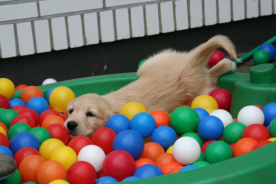https://cdn.pixabay.com/photo/2017/09/02/08/53/golden-retriever-puppy-2706673_960_720.jpg