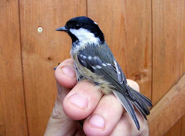 Источник фото: horshamringers.blogspot.com