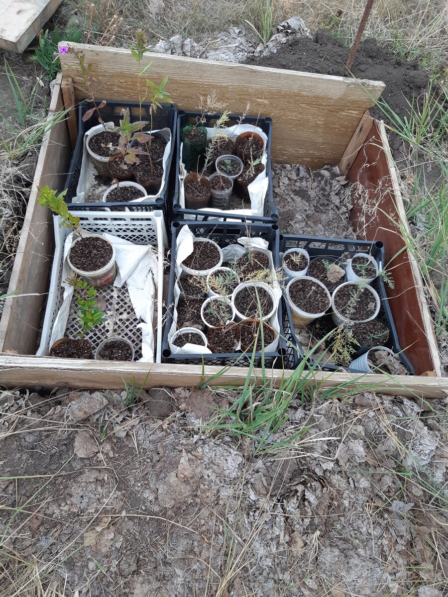 Пустой не додумалась сфотографировать. Но вот так мы используем череночник летом и осенью. Просто ставим в него черенкованные растения, чтобы от ветра спрятать. Одна сторона выше, но это просто прошлой осенью спешно переезжали и делали эти череночники, поэтому было не до ровностей)) Впрочем, смысла отпиливать нет. Кстати, у нас сейчас 5 череночников.