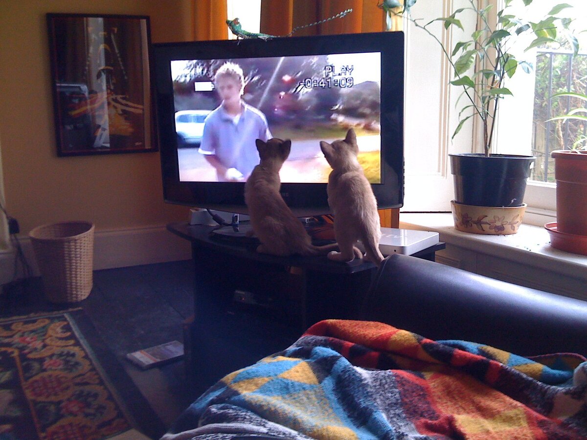 TV
