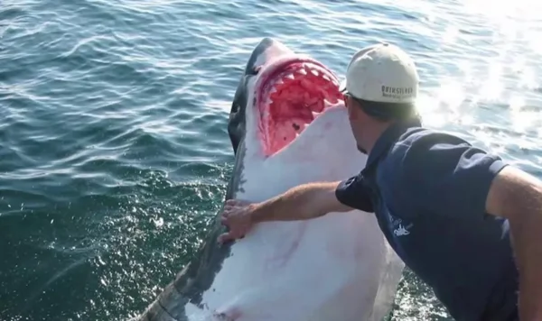 Акула вынырнула из воды.