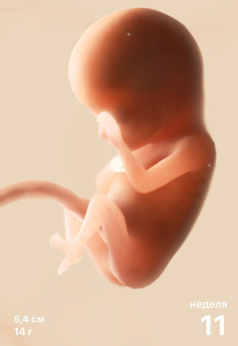 Малыш на 11 неделе. Размер плода на 11 неделе беременности. Плод в 11 недель беременности размер плода. 11 Недель беременности. Эмбрион на 11 неделе беременности.