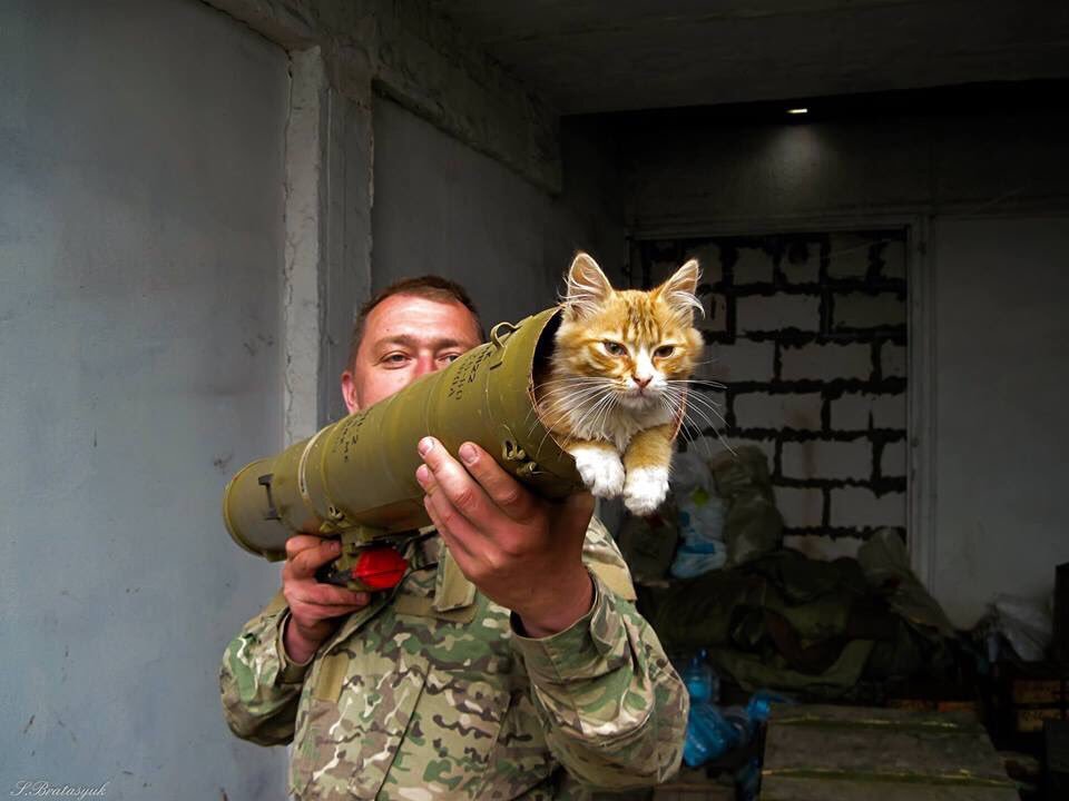 Кот военный картинки прикольные