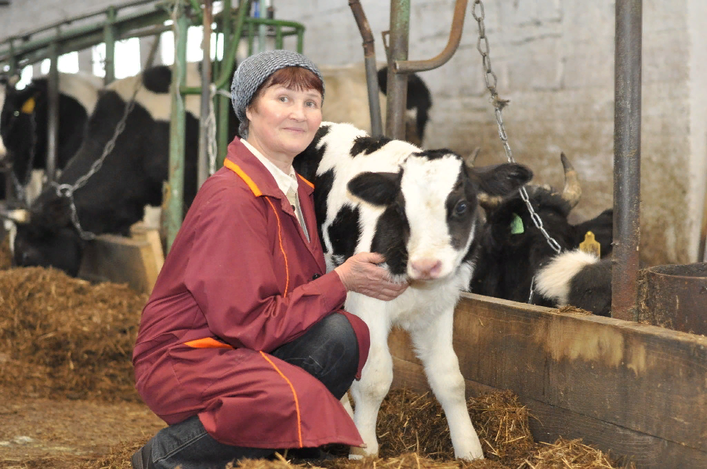 работа в селе с проживанием. доярка с коровой. труд в деревне. работник фермы. спецодежда для фермы.