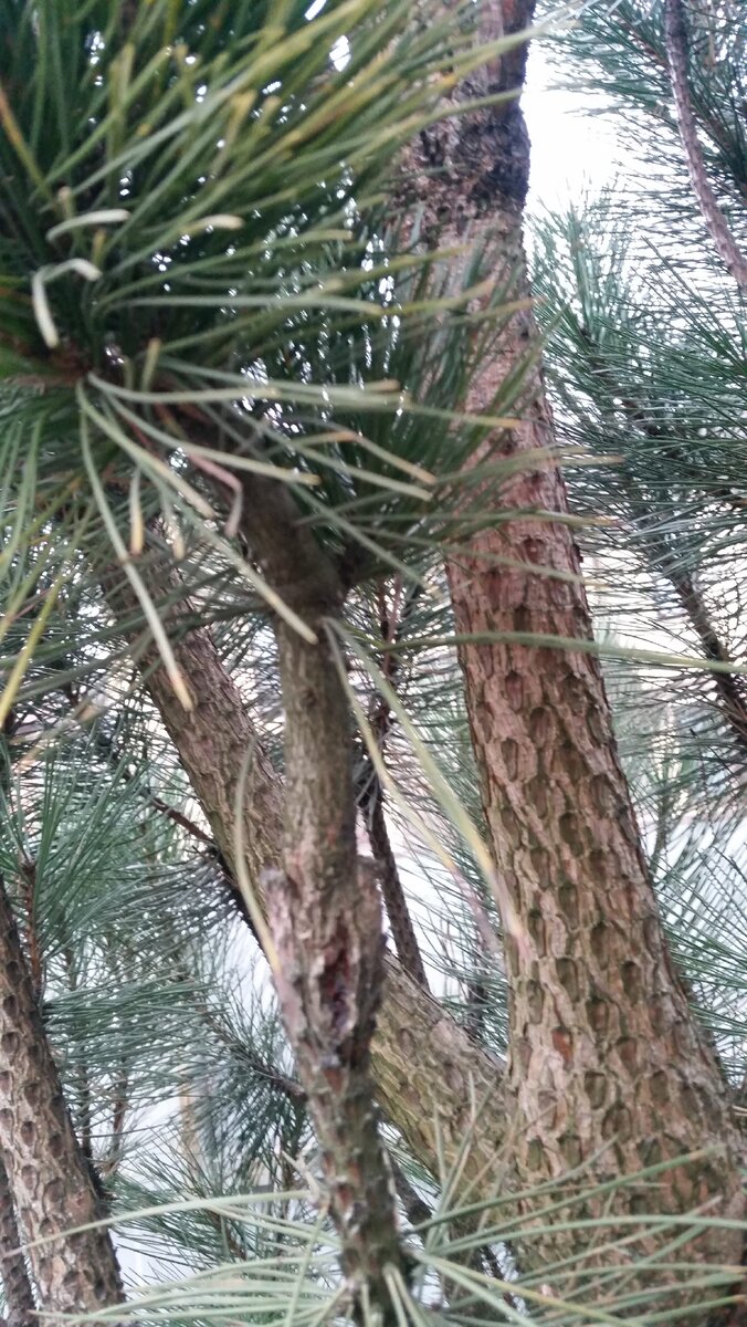 Прививка в расщеп. Будем ждать урожая:)))