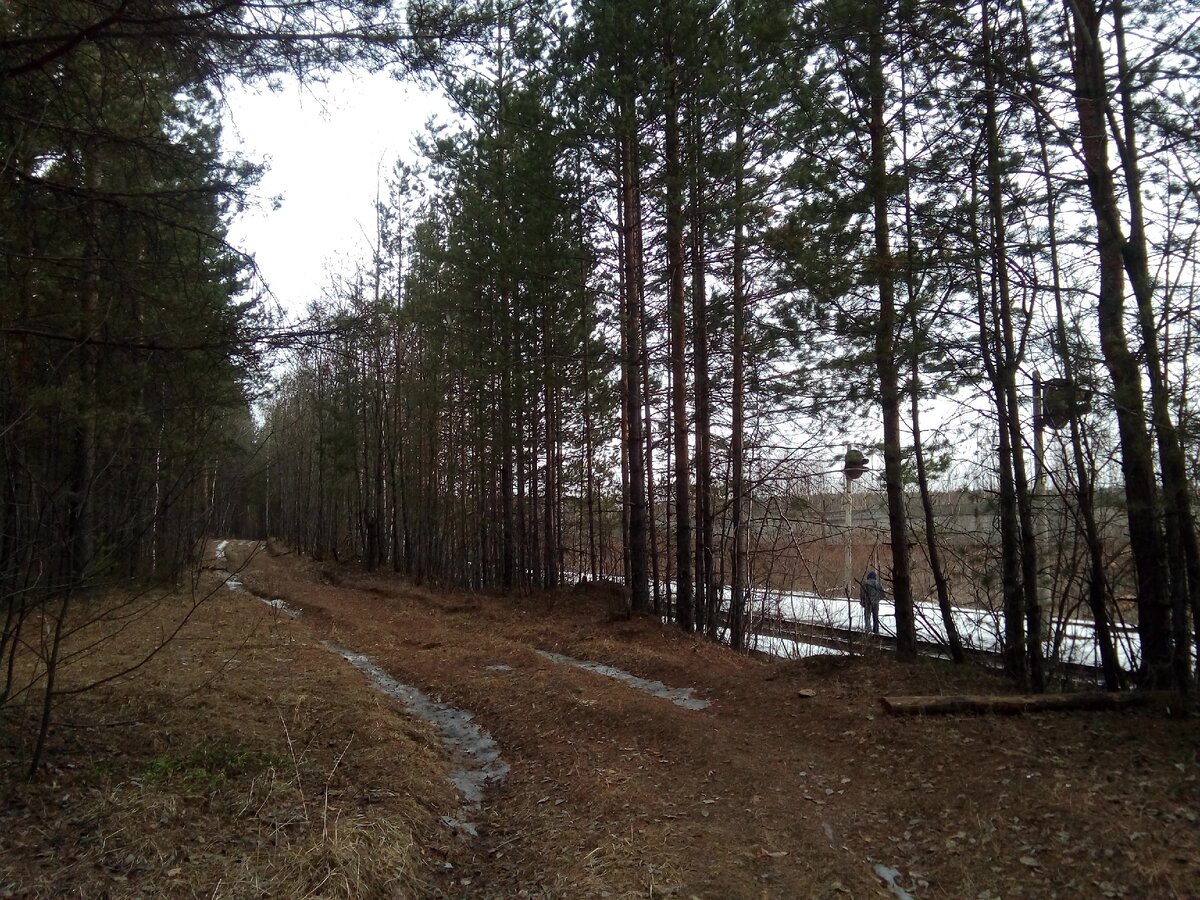 По левой дороге можно дойти до Березовского тракта