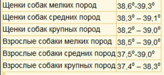 Температура в комнате для новорожденных щенков