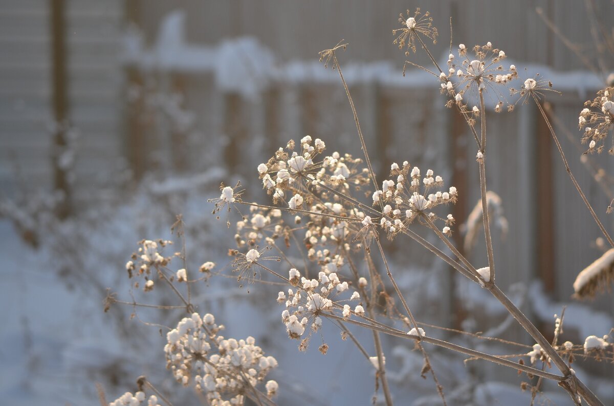 Зимние зарисовки. Фото автора