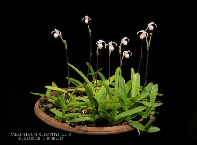 Mexipedium xerophyticum 