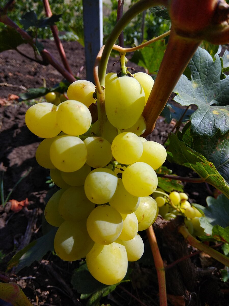 Milano grape. Виноград Ланселот. Виорика сорт винограда. Виноград Мускат Петергофский. Чарелло сорт винограда.