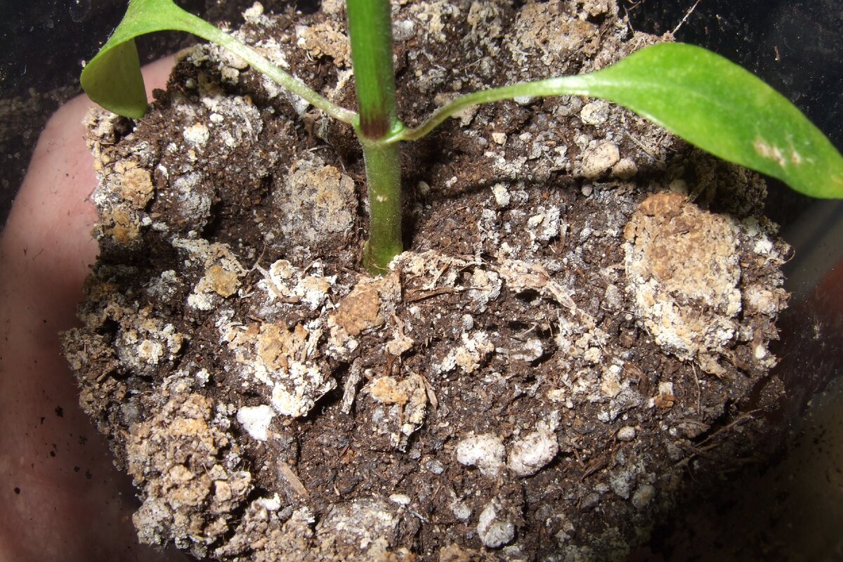 Плесень на цветах комнатных. Почему белеет земля в рассаде что делать. Плесень на рассаде. Плесень на земле в рассаде. Плесень на рассаде.