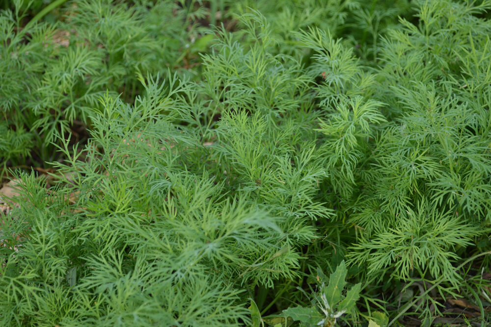 Укроп, посаженный в теплицу, помимо еды активно идет в сушку.