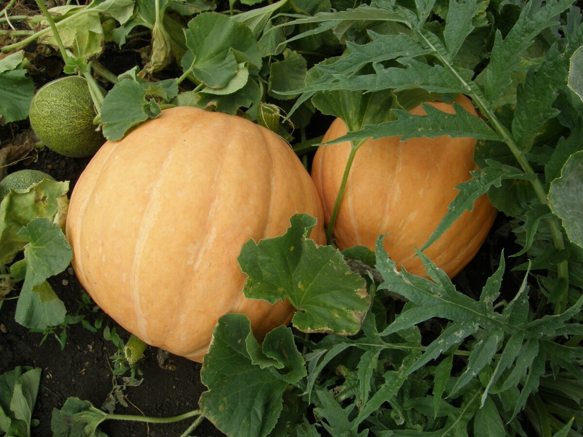 Тыква соседствует с маленькой дынькой!
