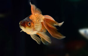 Вуалехвост рыбка является одной из самых завидных красавиц в любом аквариуме. Главной особенностью этой рыбки является красивейший хвост и плавники, похожие на вуаль. К сожалению, эта красота может стать причиной погибели питомца, если с ним неправильно обращаться. Вуалехвост – рыбка особенная, поэтому прежде, чем ее завести, необходимо тщательно изучить особенности содержания и разведения.