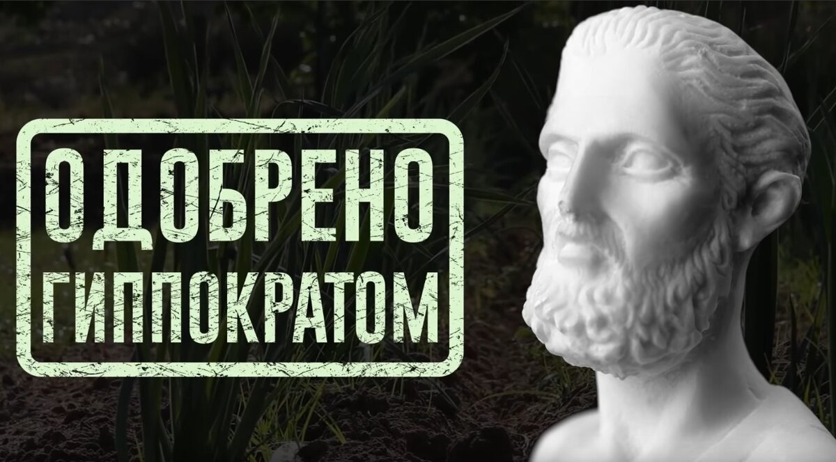 Гиппократ одобряет чеснок