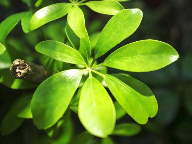 Шеффлера восьмилисточковая (Schefflera octophylla)