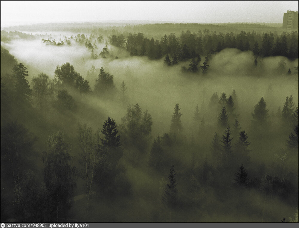 Вид из корпуса 1201 на долину реки Сходни.  Автор:А.В.Кошелев.                                                          Фото с сайта: pastvu.com