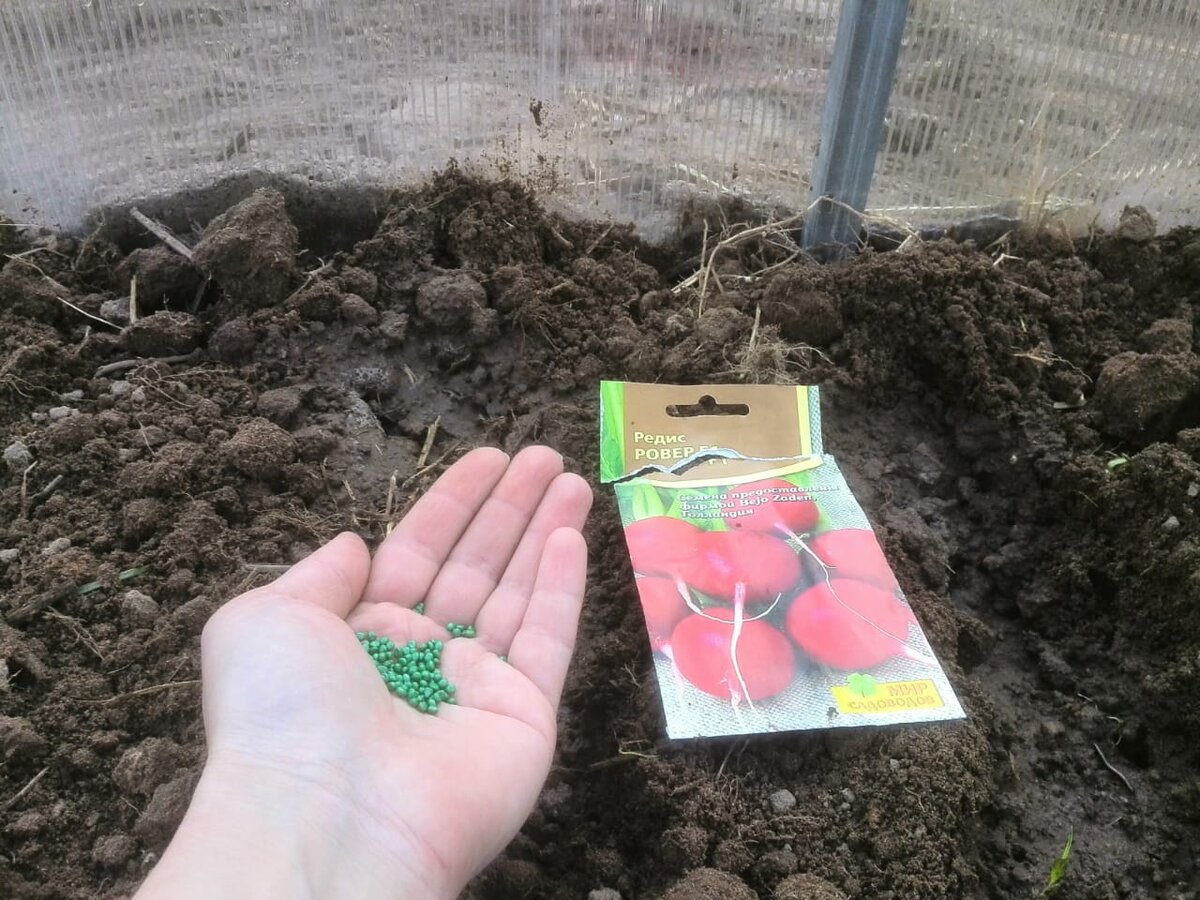 Сею редис в теплицу.